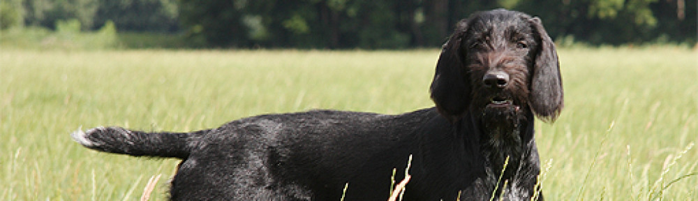 Deutsch-Drahthaar Hamburg